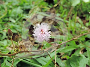 Close-up of Mimosa pudica flower blooming in Blossom Hydel Park, Kerala, India