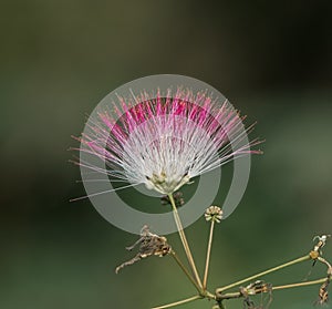 Close up of mimosa tree or silk tree, Albizia julibrissin - flower, bloom or blossom