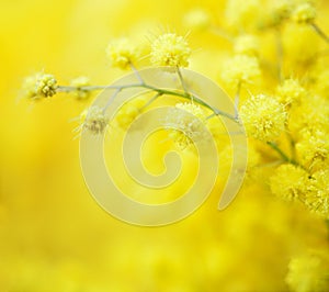 Close-up of mimosas yellow spring flowers on defocused yellow background. Very shallow depth of field. Selective focus