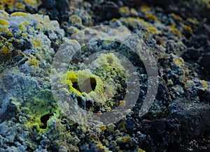 Close up of a mini volcanic fumarole surrounded by delicate sulphur crystals photo