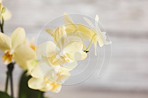 Close Up of a Mini Yellow Phalaenopsis Orchid in Bloom