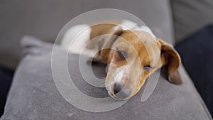 Close up of miniature dachshund puppy asleep on sofa at home