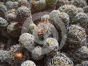 Close-up of miniature escobaria cacti with young blooming flowers