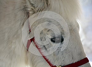Close up of Miniature horse photo