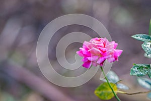 Close-up of miniature pink rose flower blooming with natural background in the garden