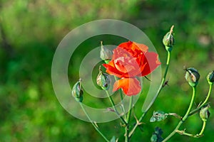 Close-up of miniature red roses flower blooming with natural background in the garden