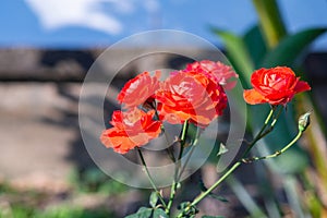 Close-up of miniature red roses flower blooming with natural background in the garden