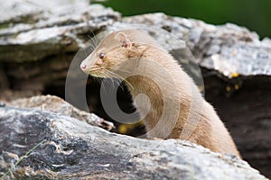 Close-up of mink