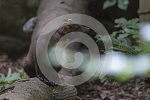 Close up of a mink neovison vison; bavarian forest