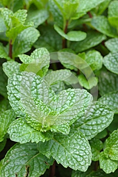 Close up of mint plant