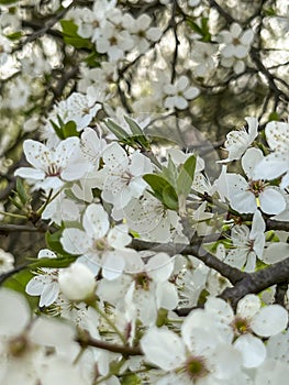 A close-up of a Mirabelle plum tree blooming in early spring