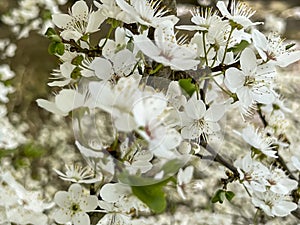 A close-up of a Mirabelle plum tree blooming in early spring