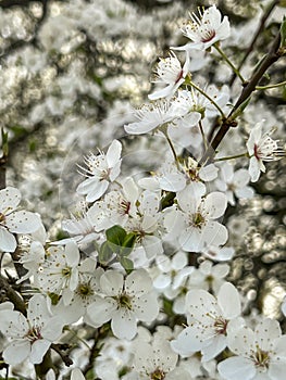 A close-up of a Mirabelle plum tree blooming in early spring