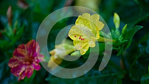 Close up Mirabilis jalapa Four o`clock marvel of peru flower with raindrop morning water droplet beautiful garden photo