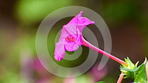 Close up of Mirabilis jalapa or Marvel of peru or four o`clock flower