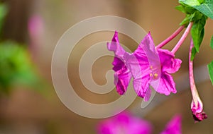 Close up of Mirabilis jalapa or Marvel of peru or four o`clock flower