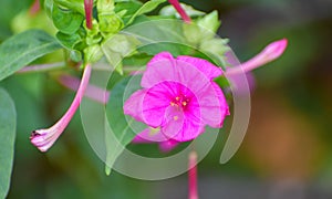 Close up of Mirabilis jalapa or Marvel of peru or four o`clock flower photo