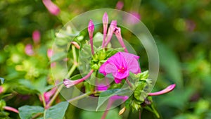 Close up of Mirabilis jalapa or Marvel of peru or four o`clock flower photo