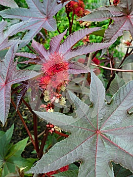 Close up of miracle tree castor with red flower, castor communis