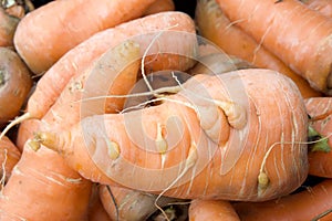 Close up on mis-shaped ugly carrot