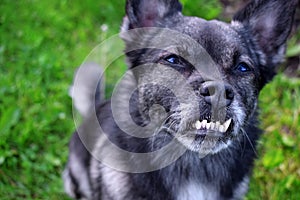 Close-up of the misaligned teeth of the small mixed breed dog