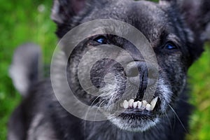 Close-up of the misaligned teeth of the small mixed breed dog