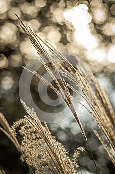 Close-up Of Miscanthus against the sun