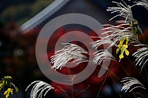 Close up Miscanthus floridulus , Japanese silver grass in autumn morning