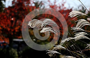 Close up Miscanthus floridulus , Japanese silver grass in autumn morning