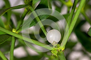 Close-up of a mistletoe berry