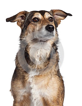 Close-up of Mixed-breed dog, 4 years old