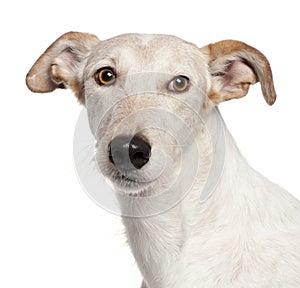 Close-up of Mixed-breed dog, 6 years old