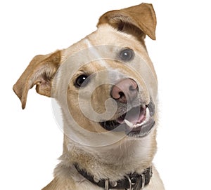 Close-up of Mixed breed dog, 9 months old