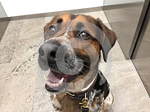 Close up of mixed breed dog in elevator