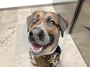 Close up of mixed breed dog in elevator