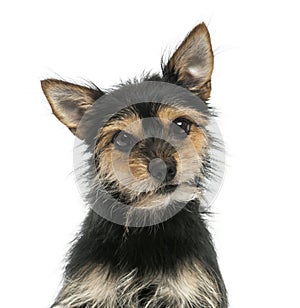 Close-up of a mixed-breed dog looking at the camera, isolated