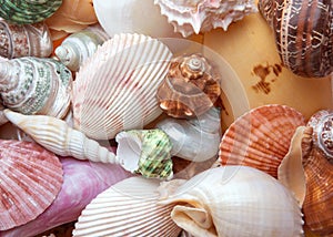 Close up mixed sea shells texture background