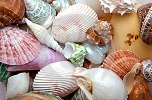 close up multi sea shells texture background