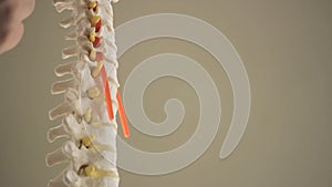 Close-up of a model of the spine