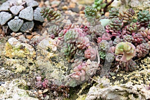 Close up Modern design and planning of Succulent Garden