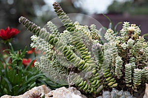 Close up Modern design and planning of Succulent Garden