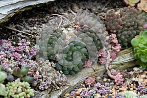 Close up Modern design and planning of Succulent Garden