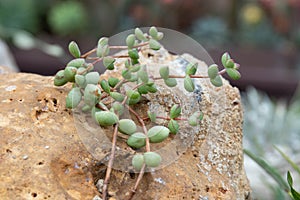 Close up Modern design and planning of Succulent Garden