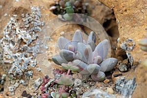 Close up Modern design and planning of Succulent Garden