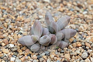 Close up Modern design and planning of Succulent Garden