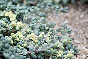 Close up Modern design and planning of Succulent Garden