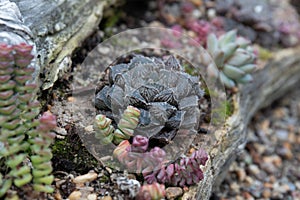 Close up Modern design and planning of Succulent Garden