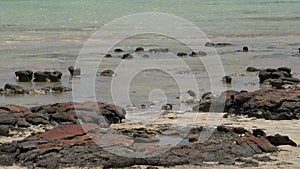 Close up from Modern stromatolites landscape in Shark Bay National Park