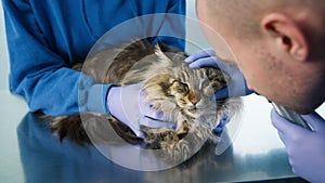 Close up modern vet clinic check. Veterinarians examining eyes of Maine Coon cat