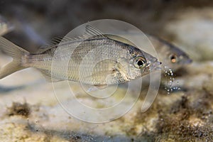 Close-up of a Mojarra spitting out sand after probing it for food.